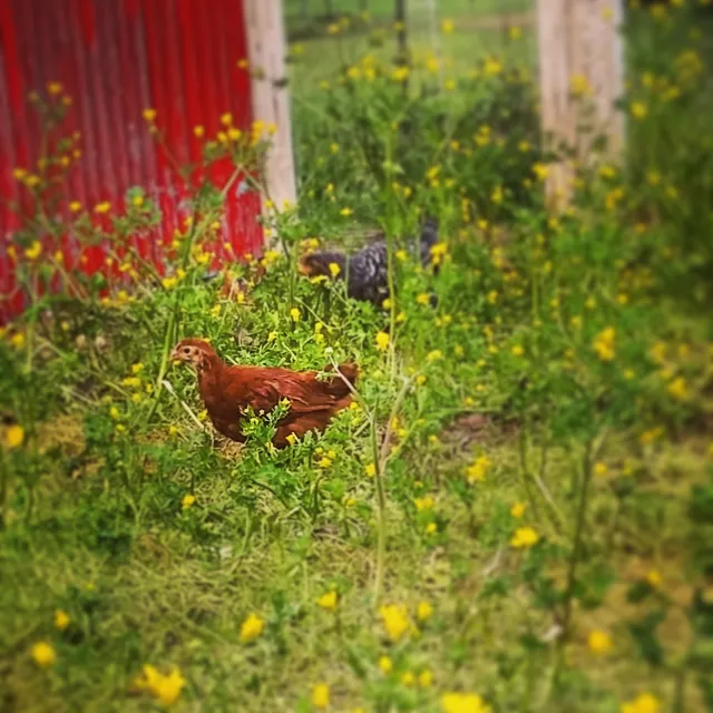 Quality Feed Grains Inc