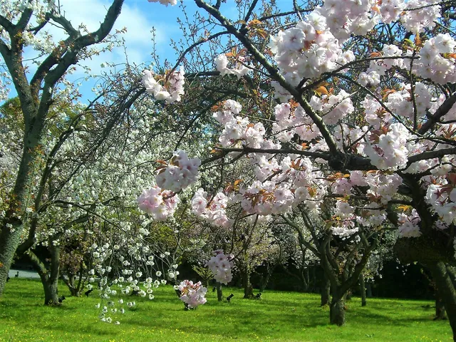 Cherry Garden