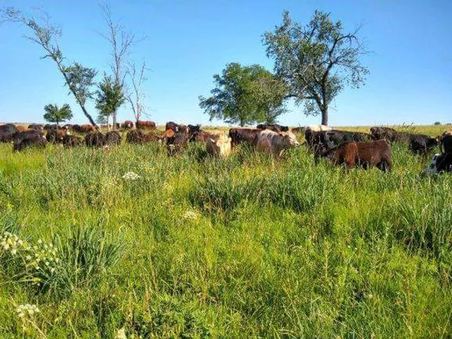 Salmon Enterprises LLC