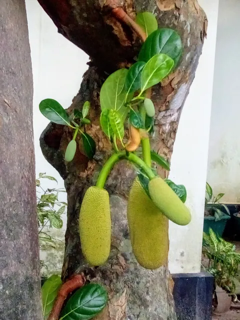 Brijwasi Misthan Bhandar