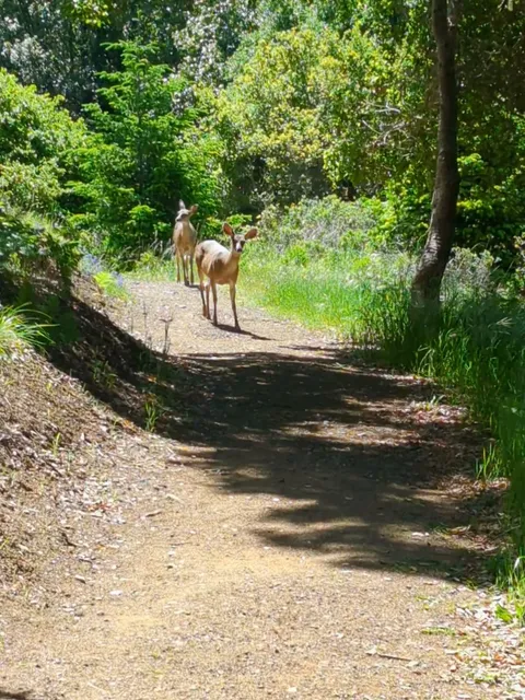 Redwood Creek/miwok junction