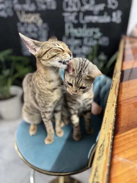 Exoud Exotics - Feel Amazing Tea, Kava, Smoke and Vape + Flower Herbal Room: Clearwater Largo Road Outpost