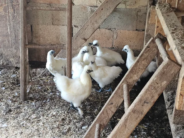 Hidden Gem Greenhouse / Moonbeam Meadows Farm