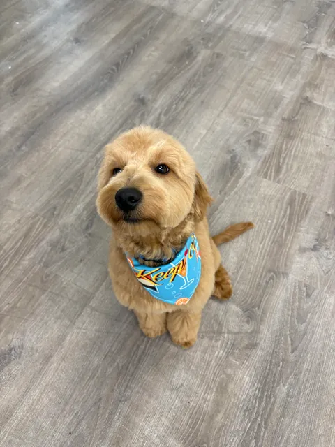 PAW PAW PET GROOMING