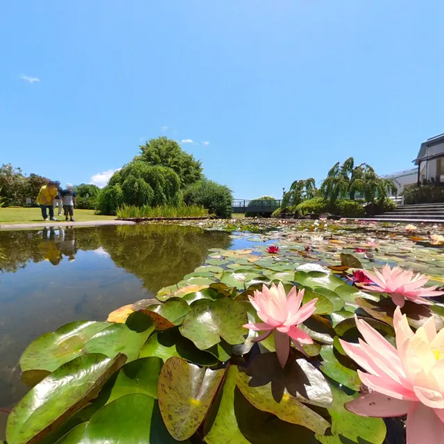 スイレン池