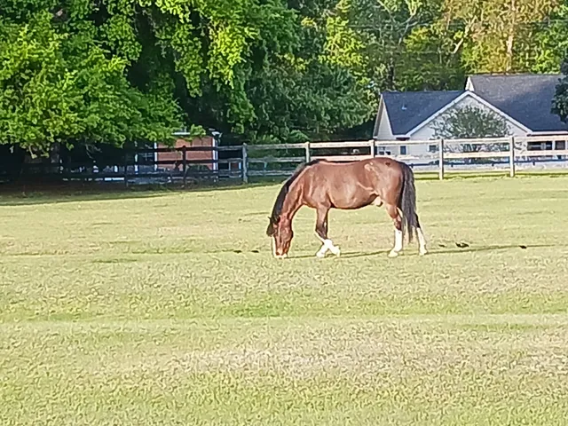 Stono Ferry Stables