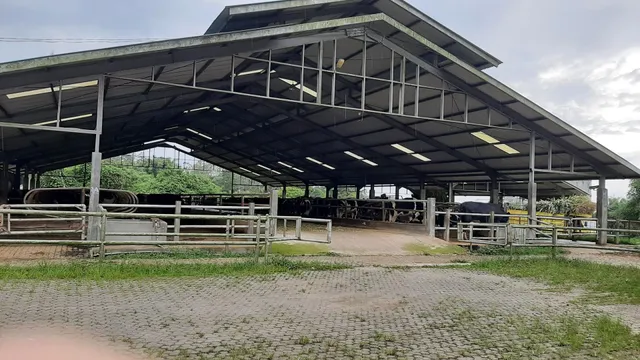 PT Pims Susu Segar Gundaling Farm