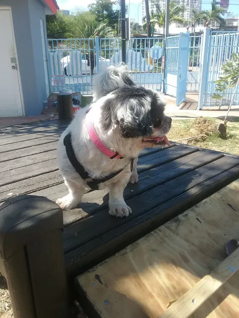 Parque De Animalesto