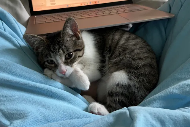 Cat Tail Kitties Rescue