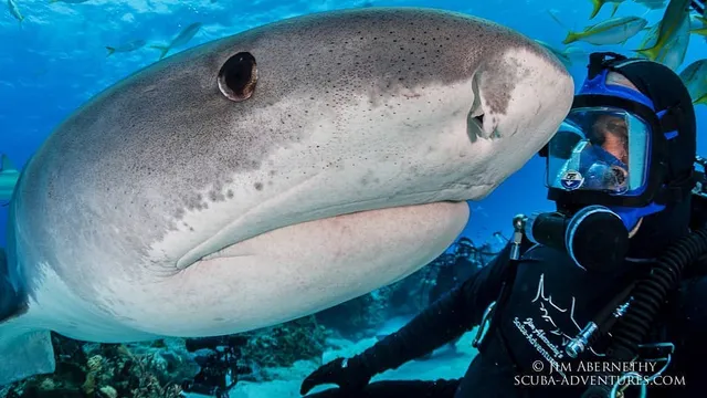 Jim Abernethy’s Scuba Adventures