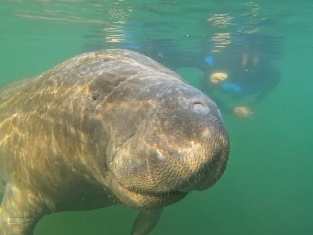 Gulf Coast Expeditions