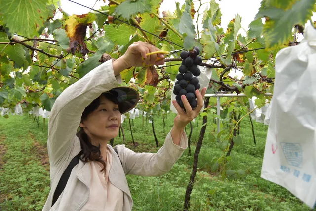 白毛台黑鑽巨峰葡萄