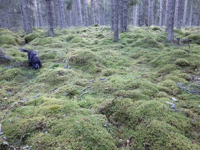 Sailor's Holiday village