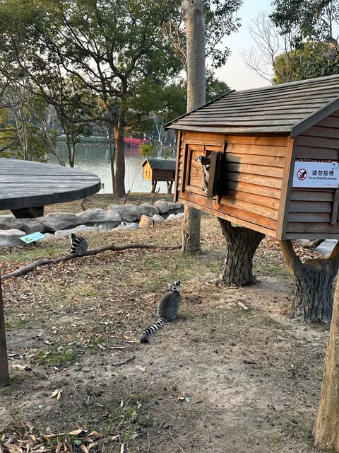 Shanghai Wild Animal Park Restaurants