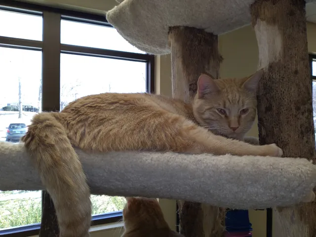 Quincy Humane Society