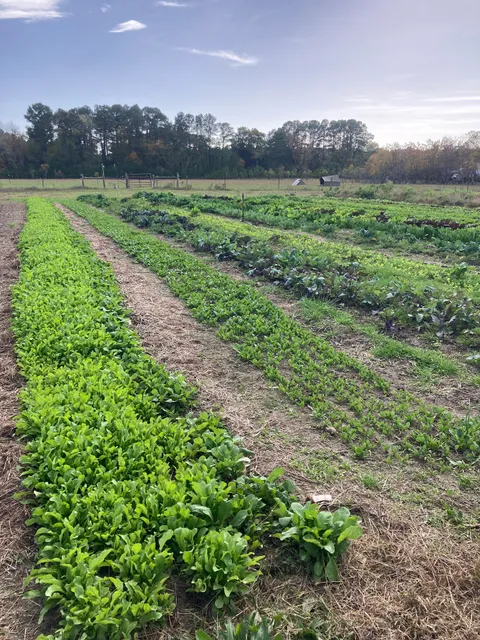 Perennial Roots Farm