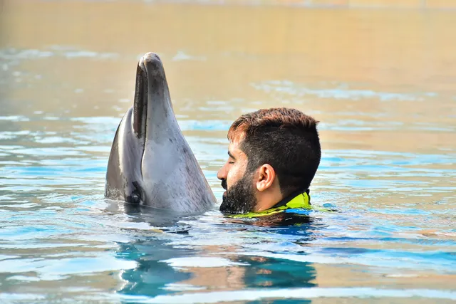 Dolphin Bay at Aquaventure World