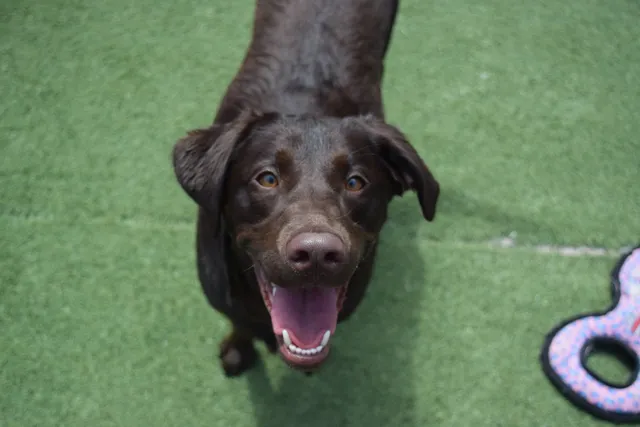 Barkyard Daycare & Pet Hotel