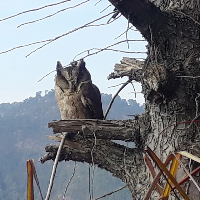 Mistletoe ESTATE ; ranikhet , uttarakhand, india