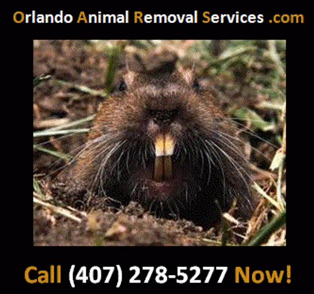 Orlando Animal Removal Services