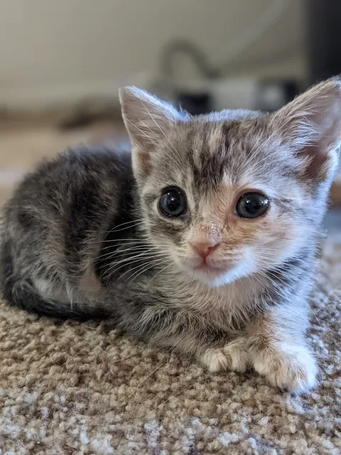 Tiny Paws and Whiskers