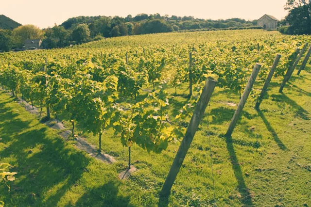 Gwinllan Llaethliw Vineyard