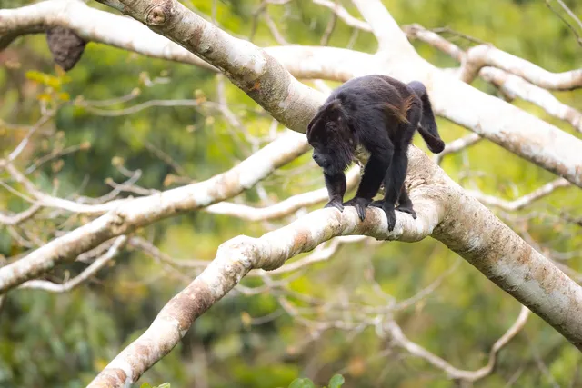 Panama Rainforests Discovery Center