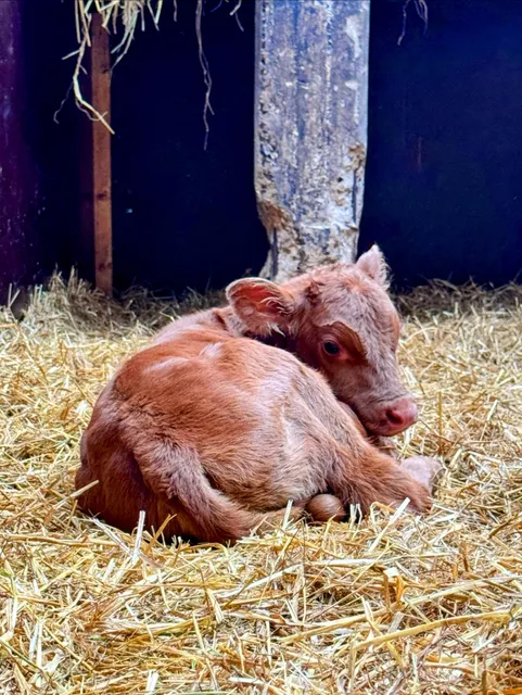 Ulrich Niemeyer und Heinz Cordes Wohldorfer Hof GbR