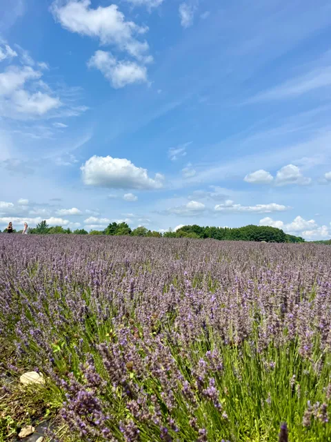 Avalon Lavender Farm