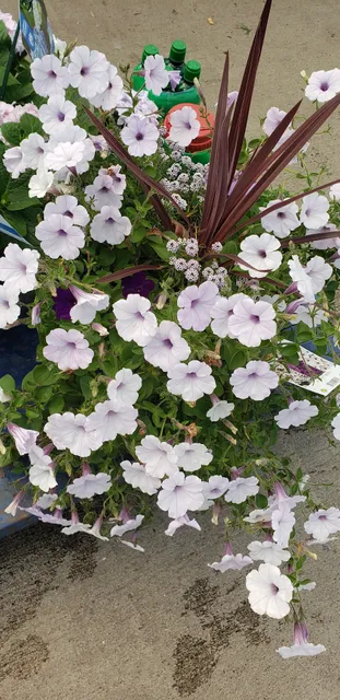 Lowe's Garden Center