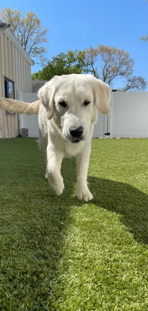 Canine Country Club of Barrington