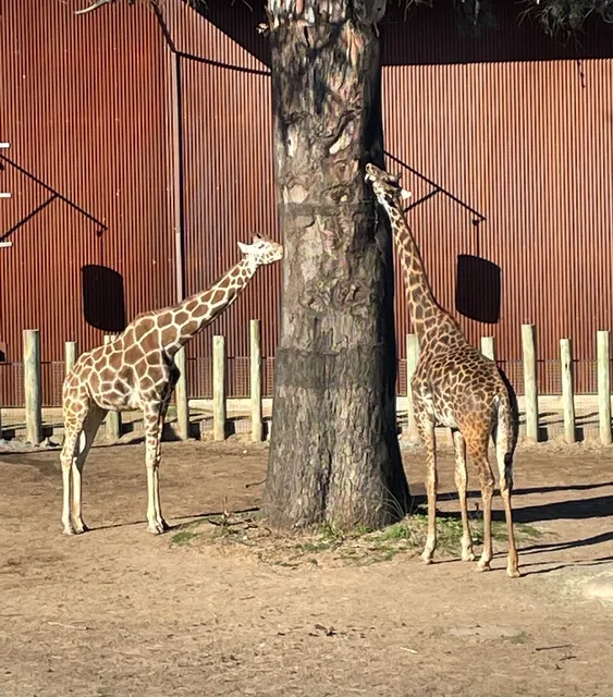 Giraffe Feeding