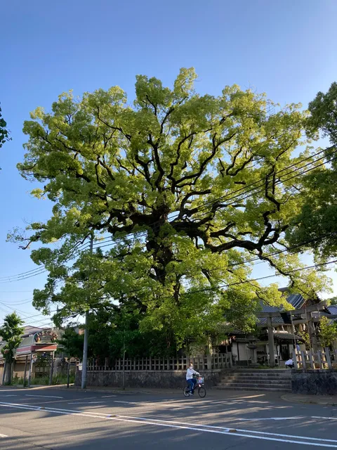 Imakumano Shrine Camphor Tree of Yōgō (Kyoto City Designated Natural Monument)