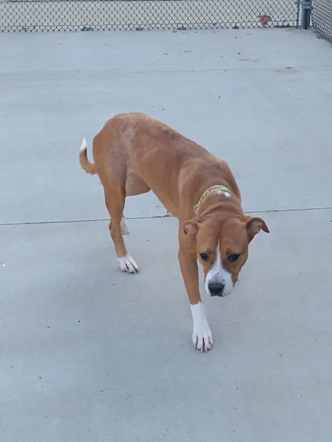 Summit County Animal Control