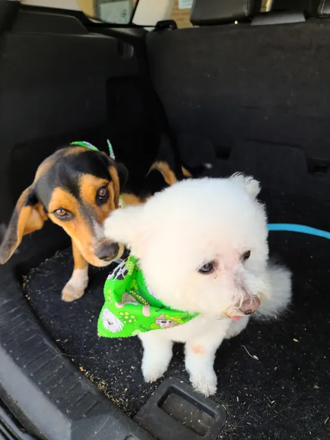 Last Hope Animal Rescue