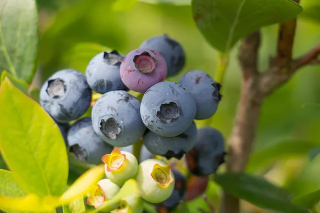 The Blue Nickol Blueberries U-Pick