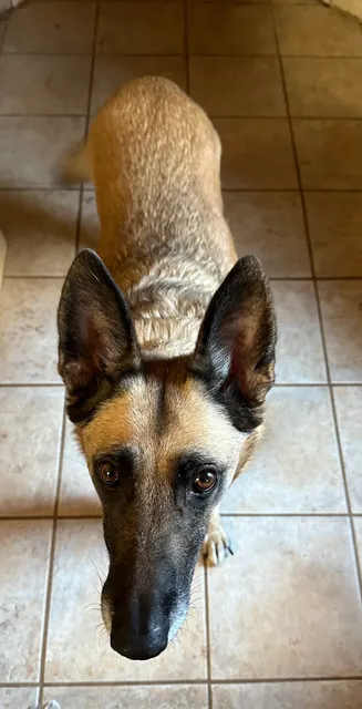 Animal Emergency Clinic of San Diego