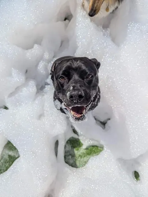 Canine Addiction - Dog Training & Daycare