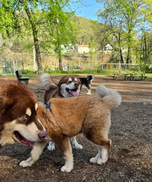 Wallingford Dog Park