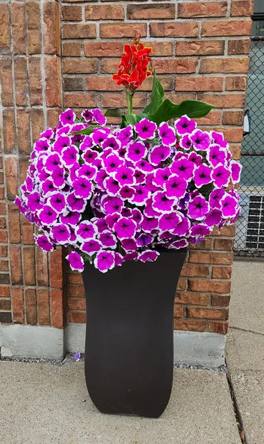 Silver Leaf Nursery & Garden Centre / Landscaping