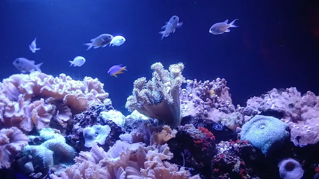 Florida Aquarium Dolphin Boat Tours