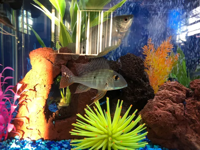 Mark's Tropical Fish