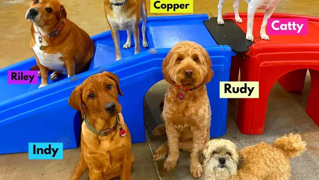 Leader of the Pack Canine Institute