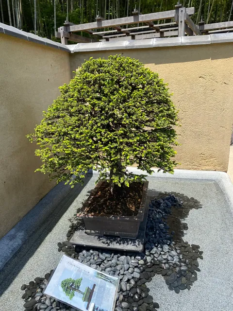 Bonsai Garden