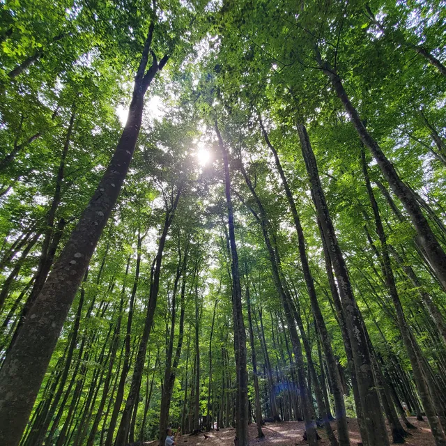 Bijin Bayashi Forest