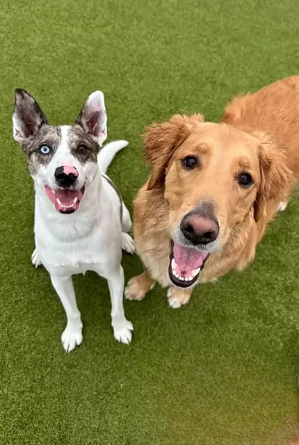 Aloha Pet Resort & Spa