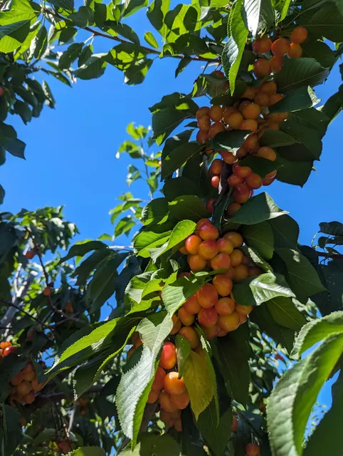 JL Farms U-Pick cherries