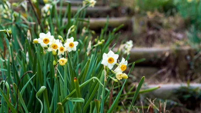 千早赤阪スイセンの丘
