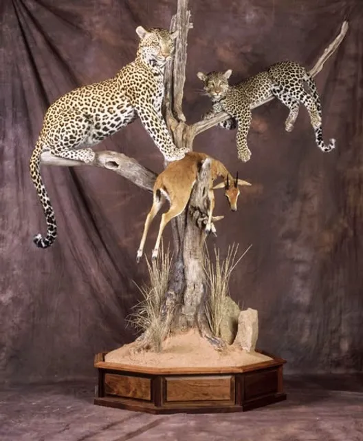 Daves Taxidermy