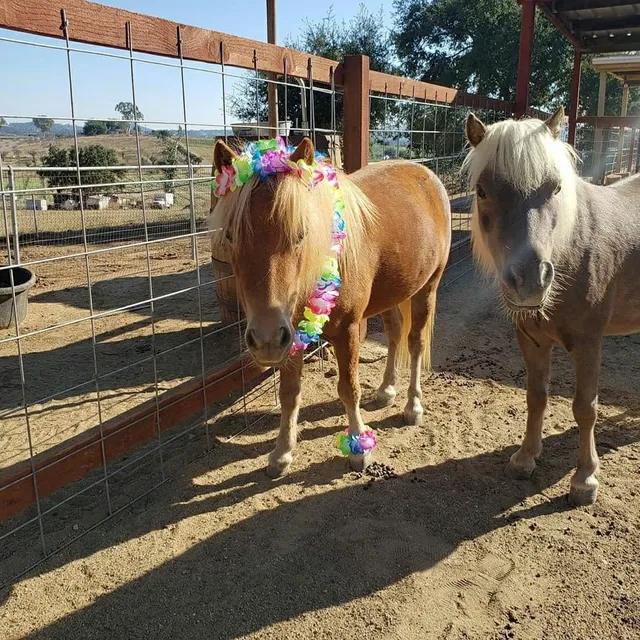 The Happy Heart Haven